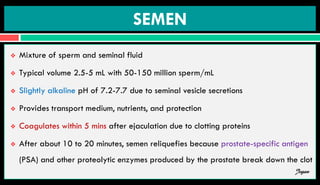 SEMEN
 Mixture of sperm and seminal fluid
 Typical volume 2.5-5 mL with 50-150 million sperm/mL
 Slightly alkaline pH of 7.2-7.7 due to seminal vesicle secretions
 Provides transport medium, nutrients, and protection
 Coagulates within 5 mins after ejaculation due to clotting proteins
 After about 10 to 20 minutes, semen reliquefies because prostate-specific antigen
(PSA) and other proteolytic enzymes produced by the prostate break down the clot
Jegan
 