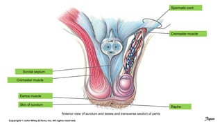 Anterior view of scrotum and testes and transverse section of penis
Cremaster muscle
Spermatic cord
Scrotal septum
Cremaster muscle
Dartos muscle
Skin of scrotum
Raphe
Jegan
 