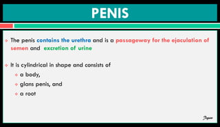 PENIS
 The penis contains the urethra and is a passageway for the ejaculation of
semen and excretion of urine
 It is cylindrical in shape and consists of
 a body,
 glans penis, and
 a root
Jegan
 