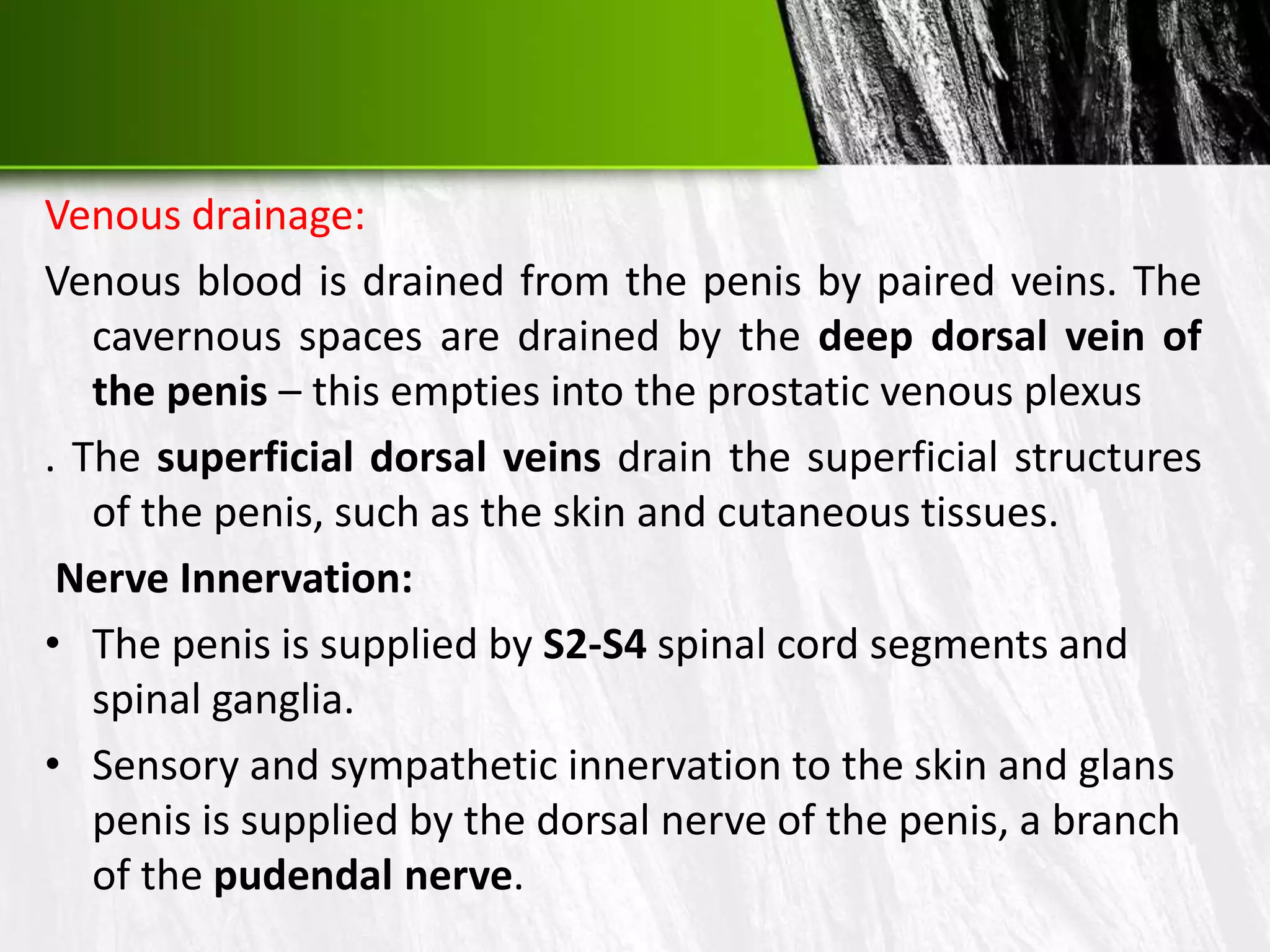 Male Reproductive System PPTX male-reproductive-system-pptx