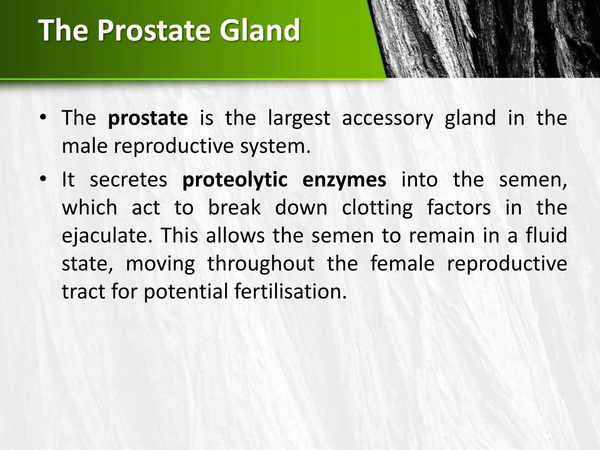 Male reproductive system | PPTX
