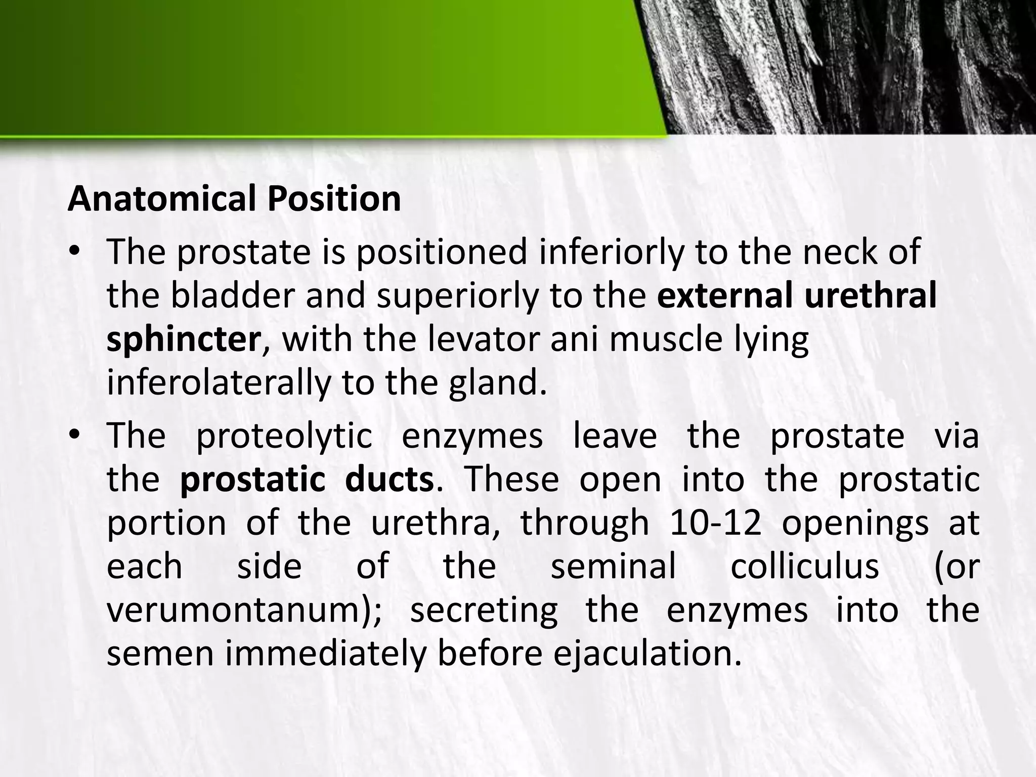 Male reproductive system | PPTX