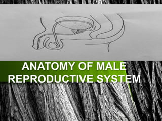 ANATOMY OF MALE
REPRODUCTIVE SYSTEM
 