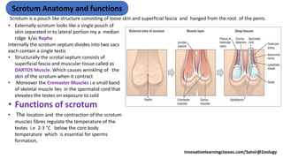 Scrotal Ridge Male Reproductive System | PPTX
