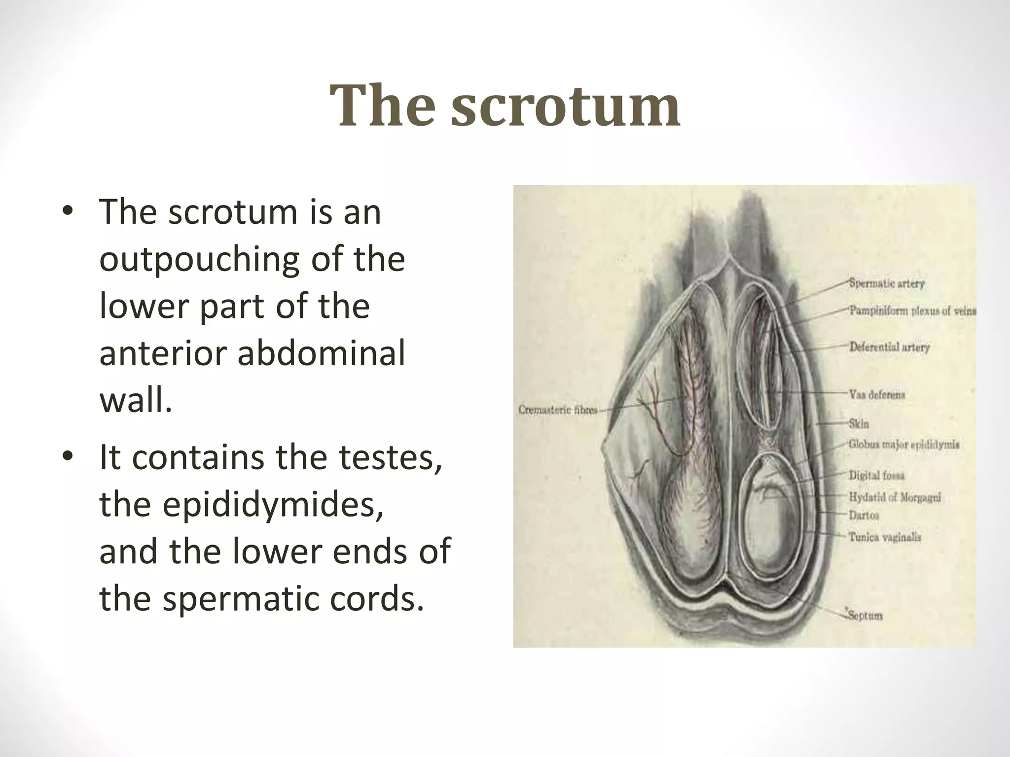 Male reproductive system | PDF