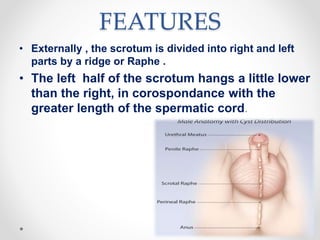 Scrotal Ridge Male reproductive system | PPTX