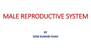MALE REPRODUCTIVE SYSTEM
BY
SONI KUMARI SHAH
 