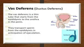 Male reproductive system | PPTX