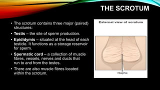 Male reproductive system | PPTX