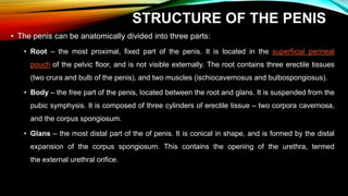 male-reproductive-system-pptx