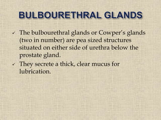  The bulbourethral glands or Cowper’s glands
(two in number) are pea sized structures
situated on either side of urethra below the
prostate gland.
 They secrete a thick, clear mucus for
lubrication.
 