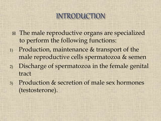  The male reproductive organs are specialized
to perform the following functions:
1) Production, maintenance & transport of the
male reproductive cells spermatozoa & semen
2) Discharge of spermatozoa in the female genital
tract
3) Production & secretion of male sex hormones
(testosterone).
 