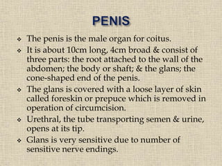  The penis is the male organ for coitus.
 It is about 10cm long, 4cm broad & consist of
three parts: the root attached to the wall of the
abdomen; the body or shaft; & the glans; the
cone-shaped end of the penis.
 The glans is covered with a loose layer of skin
called foreskin or prepuce which is removed in
operation of circumcision.
 Urethral, the tube transporting semen & urine,
opens at its tip.
 Glans is very sensitive due to number of
sensitive nerve endings.
 