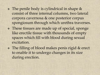  The penile body is cylindrical in shape &
consist of three internal columns, two lateral
corpora cavernosa & one posterior corpus
spongiosum through which urethra traverses.
 These tissues are made up of special, sponge
like erectile tissue with thousands of empty
spaces which fill with blood during sexual
excitation.
 The filling of blood makes penis rigid & erect
to enable it to undergo changes in its size
during erection.
 