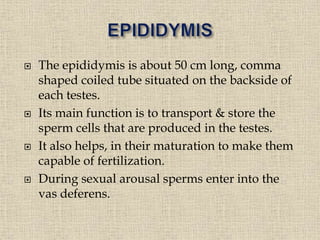  The epididymis is about 50 cm long, comma
shaped coiled tube situated on the backside of
each testes.
 Its main function is to transport & store the
sperm cells that are produced in the testes.
 It also helps, in their maturation to make them
capable of fertilization.
 During sexual arousal sperms enter into the
vas deferens.
 