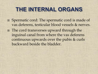  Spermatic cord: The spermatic cord is made of
vas deferens, testicular blood vessels & nerves.
 The cord transverses upward through the
inguinal canal from where the vas deferens
continuous upwards over the pubis & curls
backward beside the bladder.
 
