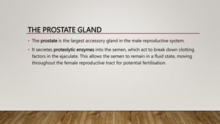 male reproductive system.pptx