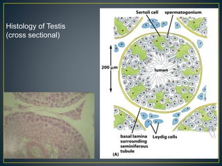 Histology of Testis
(cross sectional)
 