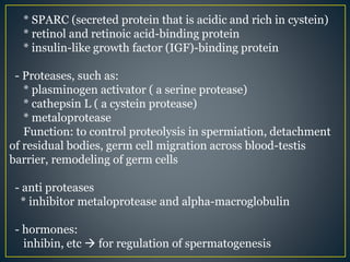 * SPARC (secreted protein that is acidic and rich in cystein)
* retinol and retinoic acid-binding protein
* insulin-like growth factor (IGF)-binding protein
- Proteases, such as:
* plasminogen activator ( a serine protease)
* cathepsin L ( a cystein protease)
* metaloprotease
Function: to control proteolysis in spermiation, detachment
of residual bodies, germ cell migration across blood-testis
barrier, remodeling of germ cells
- anti proteases
* inhibitor metaloprotease and alpha-macroglobulin
- hormones:
inhibin, etc  for regulation of spermatogenesis
 