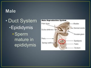 • Duct System
•Epididymis
•Sperm
mature in
epididymis
 