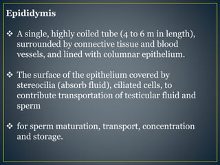Epididymis
 A single, highly coiled tube (4 to 6 m in length),
surrounded by connective tissue and blood
vessels, and lined with columnar epithelium.
 The surface of the epithelium covered by
stereocilia (absorb fluid), ciliated cells, to
contribute transportation of testicular fluid and
sperm
 for sperm maturation, transport, concentration
and storage.
 