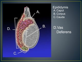 A. Caput
B. Corpus
C.Cauda
D.Vas
Deferens
Epididymis
 