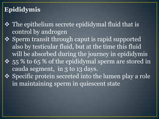 Epididymis
 The epithelium secrete epididymal fluid that is
control by androgen
 Sperm transit through caput is rapid supported
also by testicular fluid, but at the time this fluid
will be absorbed during the journey in epididymis
 55 % to 65 % of the epididymal sperm are stored in
cauda segment, in 3 to 13 days.
 Specific protein secreted into the lumen play a role
in maintaining sperm in quiescent state
 