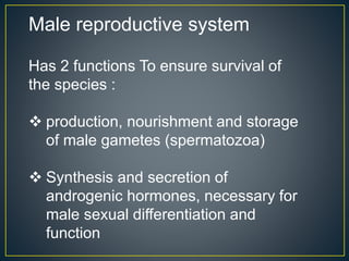 Male reproductive system
Has 2 functions To ensure survival of
the species :
 production, nourishment and storage
of male gametes (spermatozoa)
 Synthesis and secretion of
androgenic hormones, necessary for
male sexual differentiation and
function
 