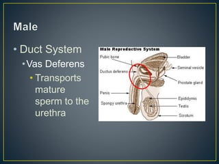 • Duct System
•Vas Deferens
• Transports
mature
sperm to the
urethra
 