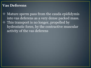 Vas Deferens
 Mature sperm pass from the cauda epididymis
into vas deferens as a very dense packed mass.
 This transport is no longer, propelled by
hydrostatic force, by the contractive muscular
activity of the vas deferens
 