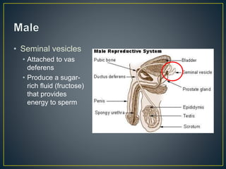 • Seminal vesicles
• Attached to vas
deferens
• Produce a sugar-
rich fluid (fructose)
that provides
energy to sperm
 