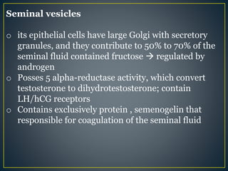 Seminal vesicles
o its epithelial cells have large Golgi with secretory
granules, and they contribute to 50% to 70% of the
seminal fluid contained fructose  regulated by
androgen
o Posses 5 alpha-reductase activity, which convert
testosterone to dihydrotestosterone; contain
LH/hCG receptors
o Contains exclusively protein , semenogelin that
responsible for coagulation of the seminal fluid
 