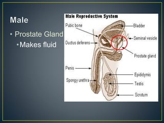 • Prostate Gland
•Makes fluid
 