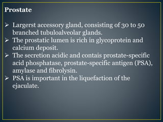 Prostate
 Largerst accessory gland, consisting of 30 to 50
branched tubuloalveolar glands.
 The prostatic lumen is rich in glycoprotein and
calcium deposit.
 The secretion acidic and contais prostate-specific
acid phosphatase, prostate-specific antigen (PSA),
amylase and fibrolysin.
 PSA is important in the liquefaction of the
ejaculate.
 