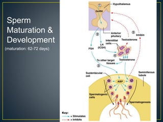 Sperm
Maturation &
Development
(maturation: 62-72 days)
 