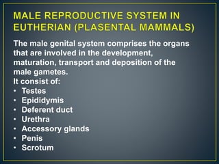 The male genital system comprises the organs
that are involved in the development,
maturation, transport and deposition of the
male gametes.
It consist of:
• Testes
• Epididymis
• Deferent duct
• Urethra
• Accessory glands
• Penis
• Scrotum
 
