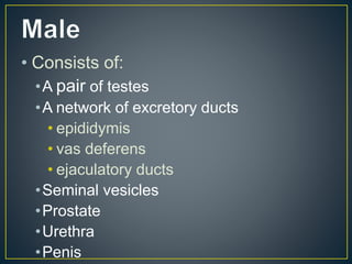 • Consists of:
•A pair of testes
•A network of excretory ducts
• epididymis
• vas deferens
• ejaculatory ducts
•Seminal vesicles
•Prostate
•Urethra
•Penis
 