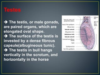Testes
 The testis, or male gonads,
are paired organs, which are
elongated oval shape.
 The surface of the testis is
invested by a dense fibrous
capsule(albugineous tunic).
 The testis in bull hangs
vertically in the scrotum, and
horizontally in the horse
 