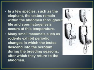 • In a few species, such as the
elephant, the testes remain
within the abdomen throughout
life and spermatogenesis
occurs at this temperature.
• Many small mammals such as
rodents exhibit periodic
changes in which the testes
descend into the scrotum
during the breeding seasons,
after which they return to the
abdomen.
 