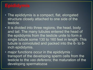 Epididymis
• The epididymis is a compact, flat, elongated
structure closely attached to one side of the
testicle.
• It is divided into three regions, the head, body
and tail. The many tubules entered the head of
the epididymis from the testicle unite to form a
single tubule some 130 to 160 feet in length. This
tubule is convoluted and packed into the 6- to 8-
inch epididymis.
• major functions occur in the epididymis :
transport of the developing sperm cells from the
testicle to the vas deferens; the maturation of the
developing spermatozoa
 