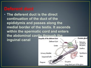 Deferent duct
• The deferent duct is the direct
continuation of the duct of the
epididymis and passes along the
medial border of the testis. It ascends
within the spermatic cord and enters
the abdominal cavity through the
inguinal canal
 