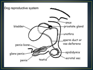 Dog reproductive system
 