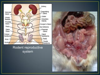 Rodent reproductive
system
 