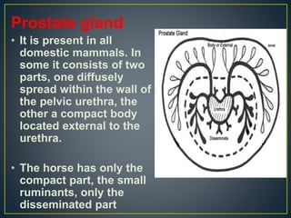 Prostate gland
• It is present in all
domestic mammals. In
some it consists of two
parts, one diffusely
spread within the wall of
the pelvic urethra, the
other a compact body
located external to the
urethra.
• The horse has only the
compact part, the small
ruminants, only the
disseminated part
 