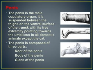 Penis
• The penis is the male
copulatory organ. It is
suspended between the
thighs on the ventral surface
of the trunck with its free
extremity pointing towards
the umbilicus in all domestic
animals except the cat.
• The penis is composed of
three parts:
Root of the penis
Body of the penis
Glans of the penis
 