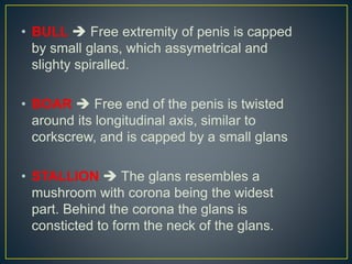• BULL  Free extremity of penis is capped
by small glans, which assymetrical and
slighty spiralled.
• BOAR  Free end of the penis is twisted
around its longitudinal axis, similar to
corkscrew, and is capped by a small glans
• STALLION  The glans resembles a
mushroom with corona being the widest
part. Behind the corona the glans is
consticted to form the neck of the glans.
 