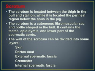 Scrotum
• The scrotum is located between the thigh in the
bull and stallion, while it is located the perineal
region below the anus in the pig.
• The scrotum is a cuteneous fibromuscular sac
and bottle shaped in the bull. It contains the
testes, epididymis, and lower part of the
spermatic cords.
• The wall of the scrotum can be divided into some
layers:
Skin
Dartos coat
External spermatic fascia
Cremaster
Internal spermatic fascia
 