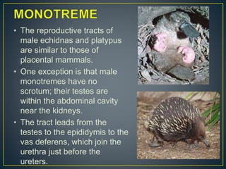 • The reproductive tracts of
male echidnas and platypus
are similar to those of
placental mammals.
• One exception is that male
monotremes have no
scrotum; their testes are
within the abdominal cavity
near the kidneys.
• The tract leads from the
testes to the epididymis to the
vas deferens, which join the
urethra just before the
ureters.
 