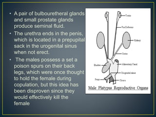 • A pair of bulbouretheral glands
and small prostate glands
produce seminal fluid.
• The urethra ends in the penis,
which is located in a prepupital
sack in the urogenital sinus
when not erect.
• The males possess a set a
poison spurs on their back
legs, which were once thought
to hold the female during
copulation, but this idea has
been disproven since they
would effectively kill the
female
 