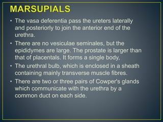 • The vasa deferentia pass the ureters laterally
and posteriorly to join the anterior end of the
urethra.
• There are no vesiculae seminales, but the
epididymes are large. The prostate is larger than
that of placentals. It forms a single body,
• The urethral bulb, which is enclosed in a sheath
containing mainly transverse muscle fibres.
• There are two or three pairs of Cowper's glands
which communicate with the urethra by a
common duct on each side.
 